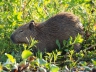 Carpincho (Wasserschwein)