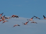 Flamingos