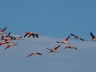 Flamingos