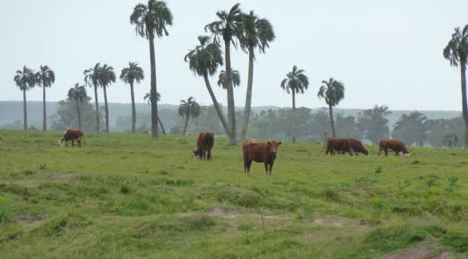 Entlang der uruguayischen Küste gen Norden bis zur brasilianischen Grenze